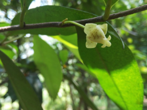 ��֦�ٵĹ�Ч ��֦����С��ҩ�Է�������