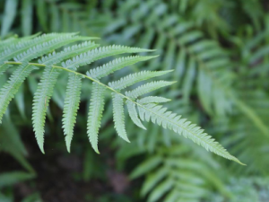 ʀާ�Ĺ�Ч ʀާ����ˮ������