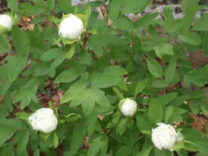 ������Ĺ�Ч �������θ�������