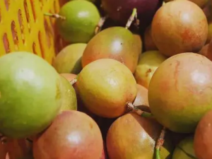 �и����Գ������� �и����ע����ʳ