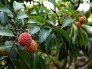 �ļ���������ʳ���Ƽ� ������ɶ���