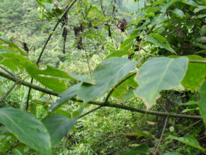 �������Ĺ�Ч ������������Ƣθ���