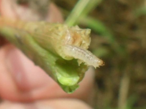 ��ѳ�Ĺ�Ч ��ѳ���Ѫ�ⶾ�α�Ѫ