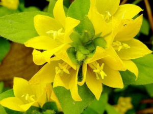 ��·�ƵĹ�Ч ��·������縹ʹ