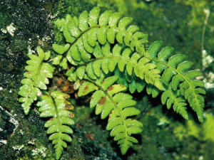 �����ݵĹ�Ч ����������С��̳�Ƚ�ɬ��ʹ