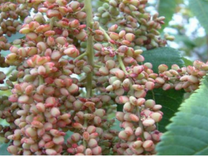 �����ӵĹ�Ч ����������������