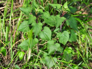 ���s��Ĺ�Ч ���s�����ξ�����ʢ