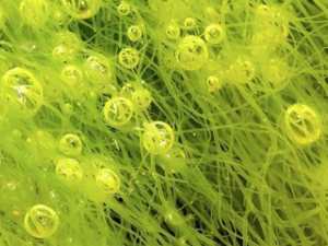 С����Ĺ�Ч С������ˮ��йк