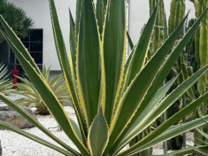 ����Ĺ�Ч ���鳣���ڷ��쿩Ѫ