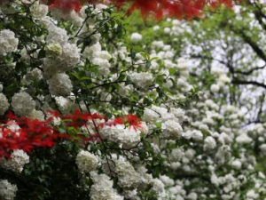 ׻ӳɽĹЧ ׻ӳɽѪѪ