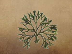 ��֦��Ĺ�Ч ��֦�������Ա���