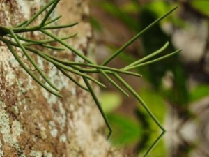 ���ӹɵĹ�Ч ���ӹ���÷���Է缲