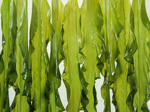 ��Щʳ���в�����������Ĺ���