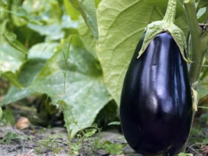 �����ӵĺô�����Щ ������Ҳ��Ԥ������Ѫ�ܼ���