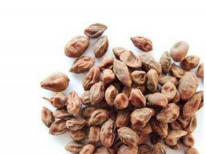 ������Ĺ�Ч �����������Ż�˥