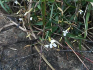 ���ǲݵĹ�Ч ���ǲ����ڼ��Գ���