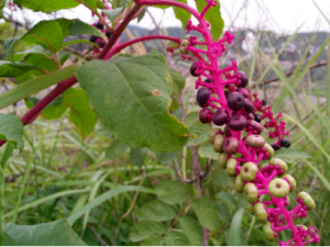 ɽ���ȵĹ�Ч ɽ�����ڷ���������̵