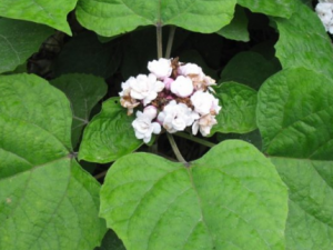 ������Ĺ�Ч �������η�ʪ����