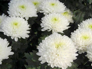 �ճ������в����е�ϰ����֪������