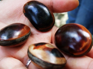 �����Ĺ�Ч �����������֢