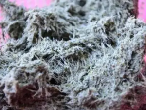 ������Ĺ�Ч �������������������