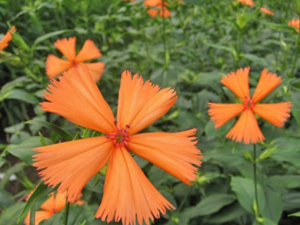 �����޵Ĺ�Ч �����޳��ø�ð��ҩ�Է���