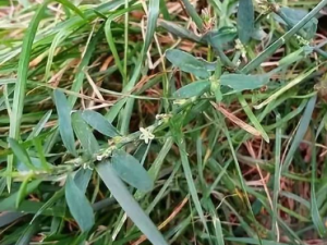 �չܲݵĹ�Ч �չܲ�����ҩ�Է��ȿ���