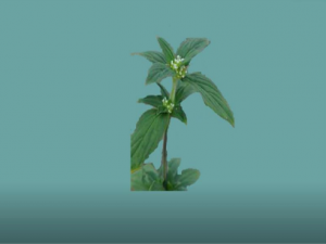 �Ứ������Щ��Ч �Ứ������������