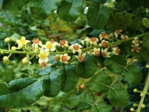 �q��ɢ�Ĺ�Ч �q��ɢ��С����ڴ������