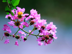 ��ޱ���Ĺ�Ч ��ޱ���ɷ��Ƚⶾ��ѪֹѪ