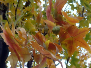 �����ʵĹ�Ч �������ιؽ���ʹ����