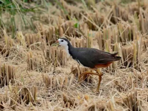 �����Ĺ�Ч ������Ƣθ����