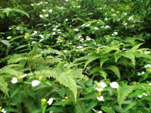 �׳�ɽ�Ĺ�Ч �׳�ɽ��ű��������