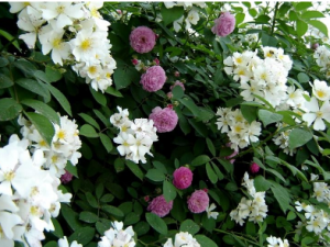 �ײл��Ĺ�Ч �ײл�������������