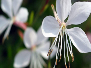 �׵����Ĺ�Ч �׵�������������ʹ