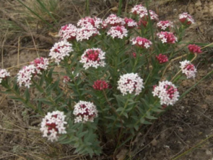 ���Ƕ��Ĺ�Ч ���Ƕ������ܰͽ���