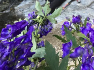 �������ʵĹ�Ч �����������ڲ���ʹ