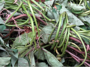 �ع��ٵĹ�Ч �ع�����������ʪ�Ĺ�Ч