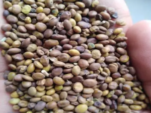 �ඹ�Ĺ�Ч �ඹ��Ԫ��������