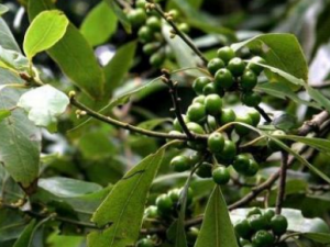 ����ѵĹ�Ч �������Ƣθ����