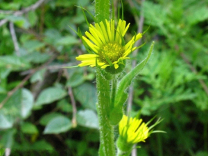 ����̫���ƾյĹ�Ч ����̫���ƾ�����̵������