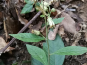 ��������Ĺ�Ч ��������η�ʪʹ