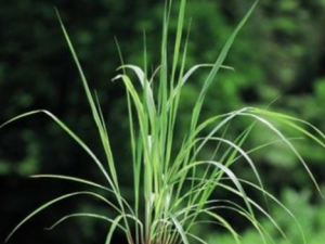 ���ʲݵ�Ӫ����Ч ���ʲ����Ʒ�ʪЧ���ļ�