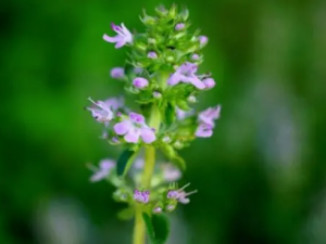 �������Ӫ����Ч ������ɴٽ�����ѪҺѭ��