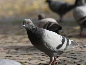 ������Щ�̲�ʳ���������