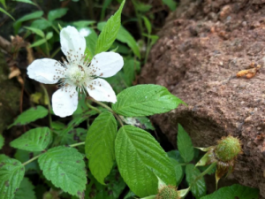 ɽ�X�Ĺ�Ч ɽ�X�η�ʪʹ