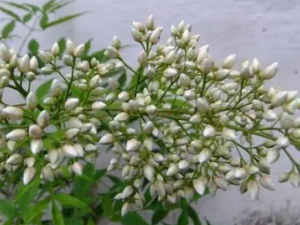 ����Ҷ�Ĺ�Ч ����Ҷ������Ƣθ����