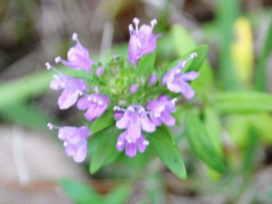 ��������θ��� ��Щ����������ƣ��