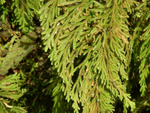 ��Ҷ���صĹ�Ч ��Ҷ���������ȿ���