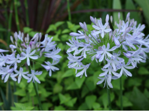 �����ݵĹ�Ч �����������Ϻ�������Ⱦ